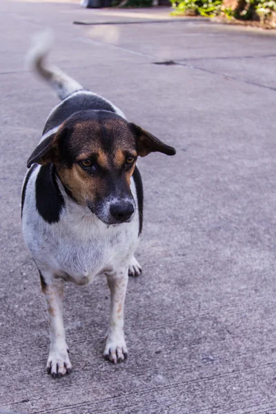 Thai verdwaalde hond wandelen — Stockfoto