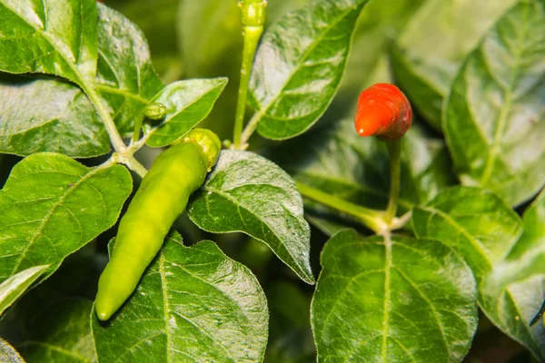 Macro Thai chili på tre – stockfoto