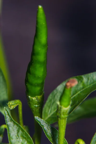 Macro chili tailandês na árvore — Fotografia de Stock