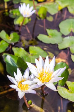 Beyaz lotus çiçeği