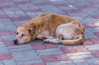 Tay köpek yere sokak
