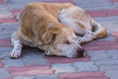 katta uyuyan Tay sokak köpeği