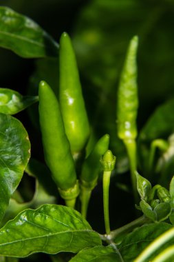 Makro Tay biber ağacı üzerinde