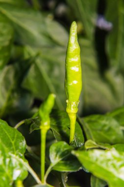 Makro Tay biber ağacı üzerinde
