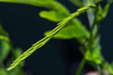 Senegalia pennata, sebze