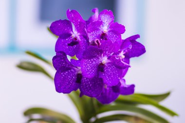 Mor vanda orkide