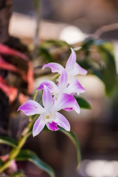 Purple orchid flower — Stock Photo, Image