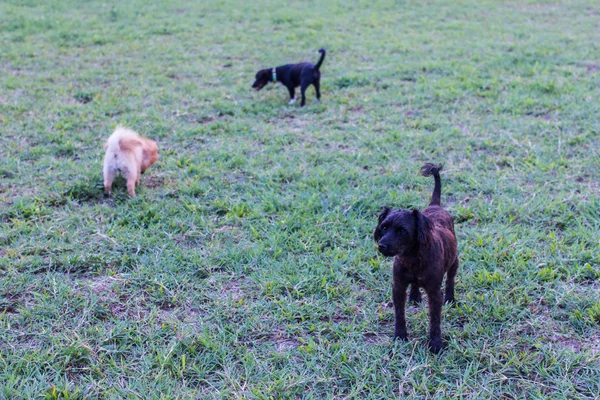 Black stray dog in lawn with frend dog — Stock Photo, Image