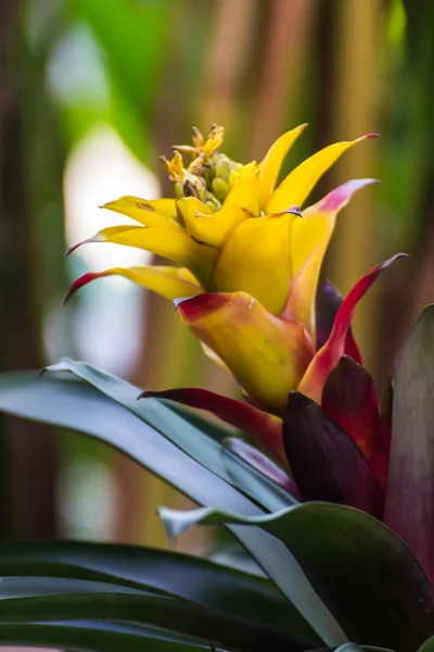Yellow bromeliad or billbergia pyramidalis — Stock Photo, Image