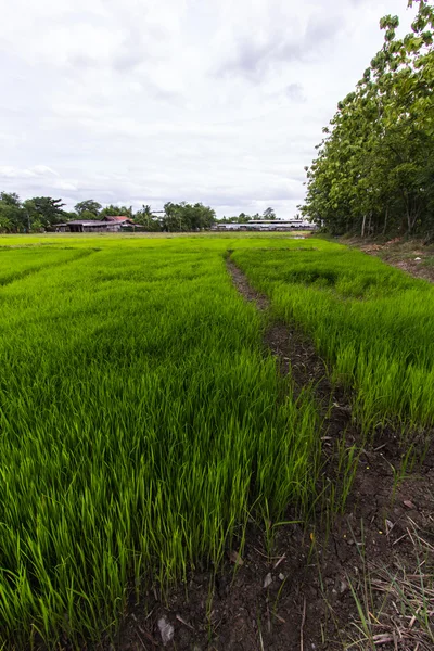 Campo de arroz tailandés —  Fotos de Stock