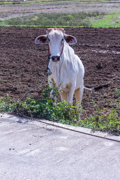 Vaca tailandesa en el campo, granja de mamíferos —  Fotos de Stock