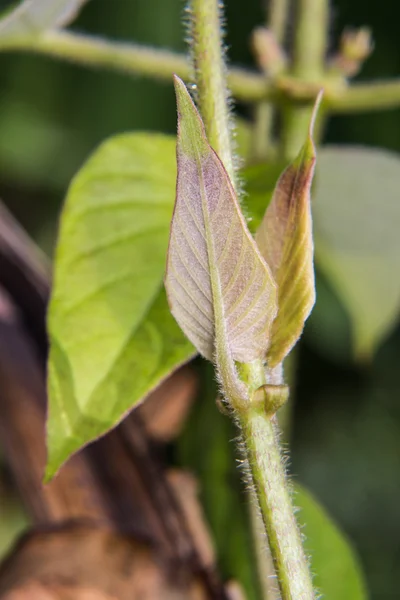 Macro Paederia linearis Hook.f. (em inglês) usado como alimento — Fotografia de Stock