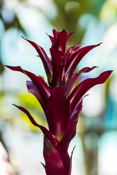 Červená botanický nebo billbergia pyramidalis — Stock fotografie