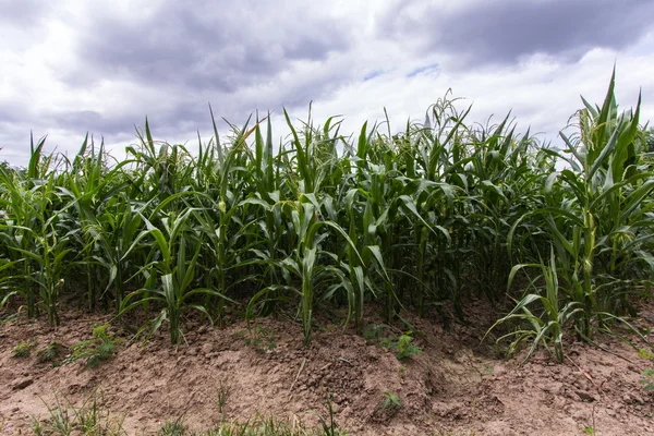 Corn farm in asia — Stock Photo, Image