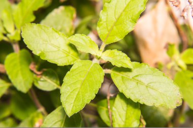 makro kutsal fesleğen veya fesleğen 