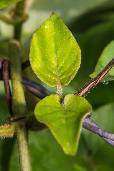 Macro Paederia linearis Hook.f. (en inglés). utilizado como alimento — Foto de Stock