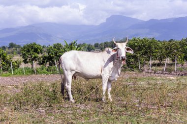 Tay inek alanında, memeli hayvan çiftliği