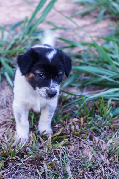 Thai puppy dog in grass — Stock Photo, Image