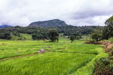 Teraslı pirinç alan, Pha Pzt Chiangmai Tayland