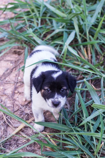 Tailandés cachorro perro en hierba —  Fotos de Stock