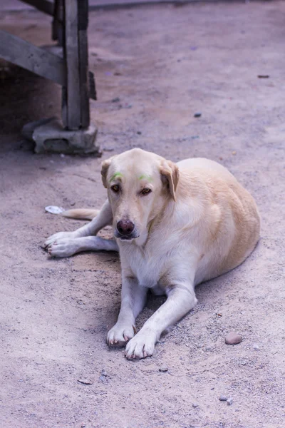 Thaise witte verdwaalde hond — Stockfoto