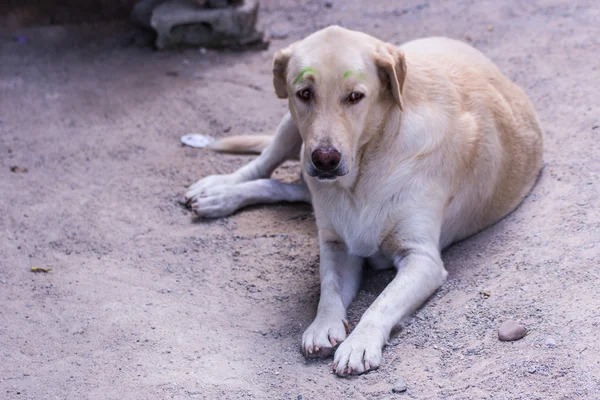 Thaise witte verdwaalde hond — Stockfoto