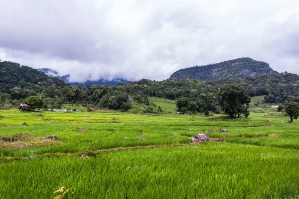 Reisterrassenfeld, pha mon chiangmai thailand — Stockfoto