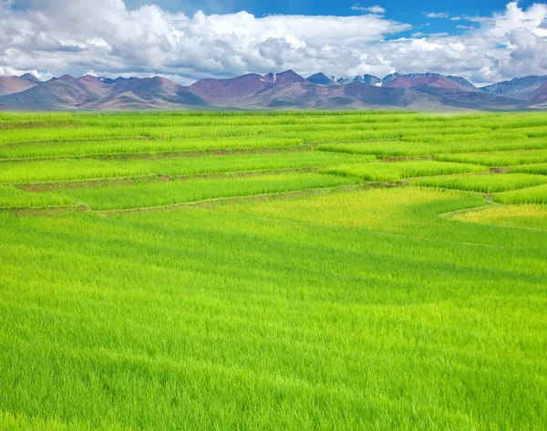 Beautiful yellow rice paddy field on the mountain. — Stock Photo, Image