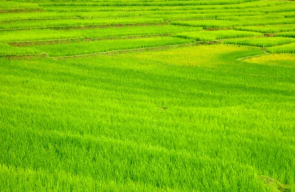 Террасные рисовые поля, Таиланд — стоковое фото