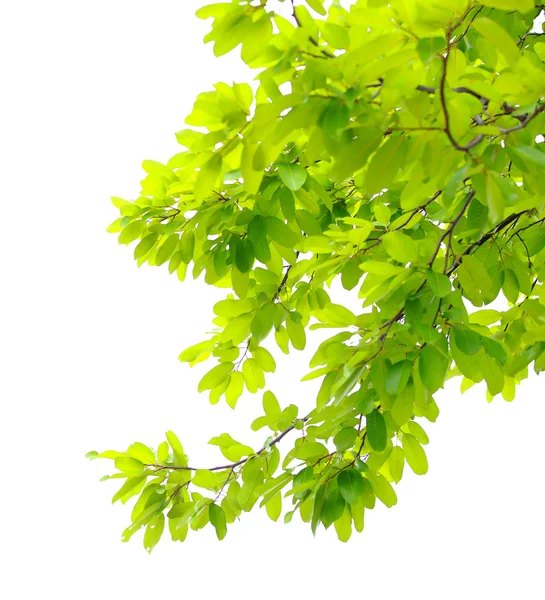 Зеленый лист изолирован на белом фоне Стоковое Фото