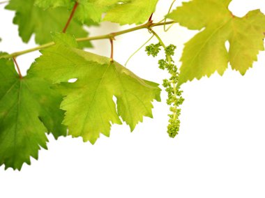 Üzüm tomurcukları, bebek üzümleri. Beyaz arka planda üzümlerin genç yeşil dalı..