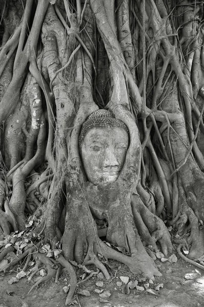 Cara de buda — Foto de Stock