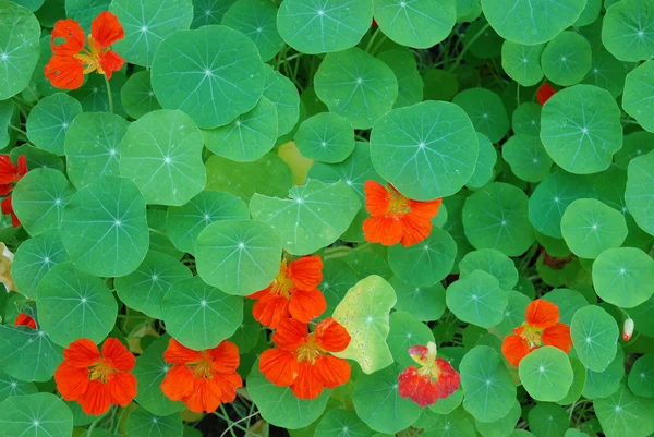 Red flowers in green leaves — Stock Photo, Image