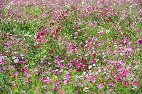 Champ de fleurs Cosmos — Photo