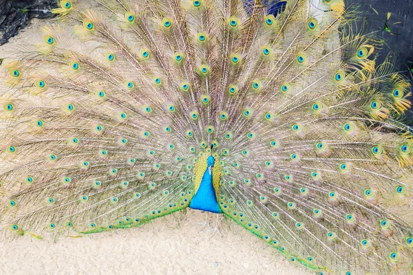 Pfau mit großem Schwanz — Stockfoto