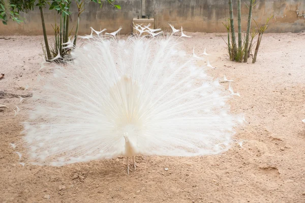 White peacock — Stock Photo, Image