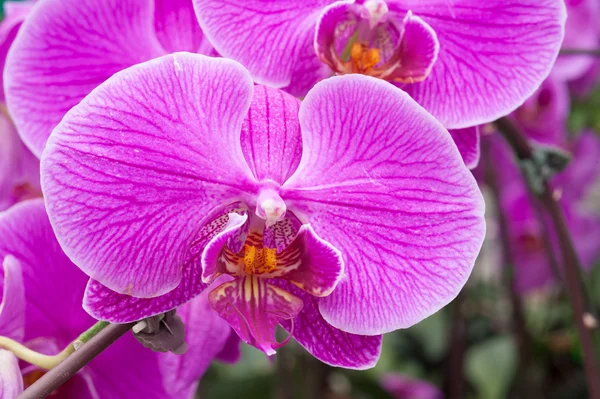 Růžové orchideje — Stock fotografie