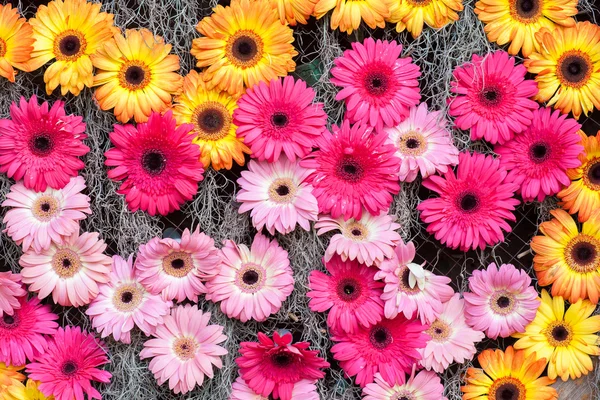 Pink and yellow flowers — Stock Photo, Image