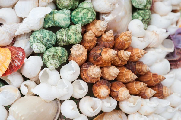 Shells texture — Stock Photo, Image
