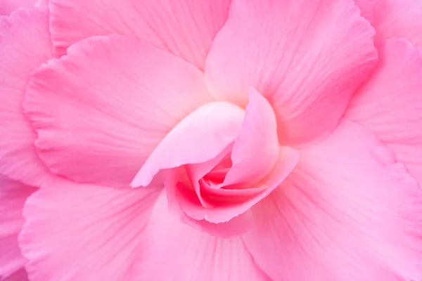 Pink flower — Stock Photo, Image