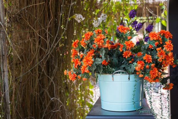 Blommor i krukan — Stockfoto