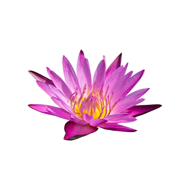 Rosa lotus — Stockfoto