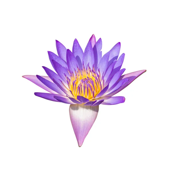 Rosa lotus — Stockfoto