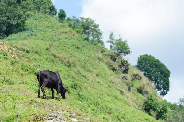 A tehén a hegyen — Stock Fotó
