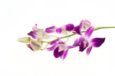 Mor orkide