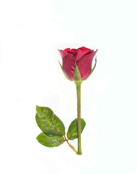 Red rose — Stock Photo, Image