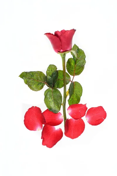 Red rose — Stock Photo, Image