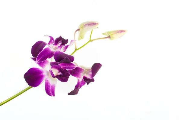 Fialová orchidej — Stock fotografie