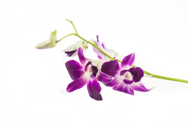 Fialová orchidej — Stock fotografie