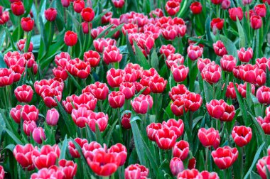 kırmızı lale alan